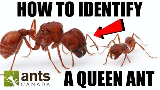 How To Identify a Queen Ant [upl. by Imelda]