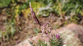 Conehead mantis Empusa pennata [upl. by Jesh]