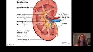 Introduction to Renal [upl. by Sartin681]