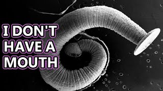 Tapeworm facts found in a body near you  Animal Fact Files [upl. by Selassie162]