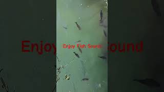 Fish Sound amazing nature viralvideo wildlife fishing viralshort bhatnagarWave21 [upl. by Asylla760]