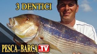 TRAINA AI DENTICI CON LE SEPPIE con MARCO VOLPI  Come dove quando  Pesca Dalla Barca TV [upl. by Otreblide]