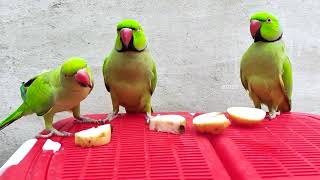 Parrots Eating Fruit Food [upl. by Eiclehc]