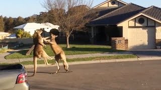 Watch Dramatic kangaroo fight unfolds on suburban Australia street [upl. by Ahgiel670]