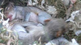 Squirrel nest in my window [upl. by Nnaynaffit]