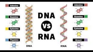 The Differences Between DNA and RNA l meaning l example l step by step [upl. by Adriane431]