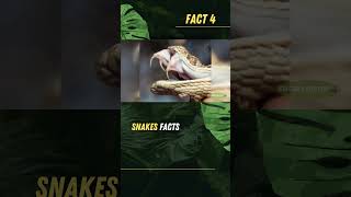 Snake Venom Natures Deadliest Weapon Part 1 facts snake history wildlife ytshorts trending [upl. by Lap]