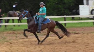 SOLD Speed Racking Standardbred Trotter FOR SALE  Jacob Parks Horsemanship [upl. by Aynod]