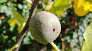 Frucht Feigen Ernte Ficus carica Sorten im Herbst [upl. by Etnaud502]