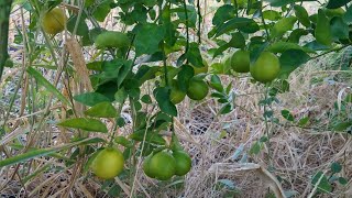 efectos de la falta de agua en los limones [upl. by Mairhpe]