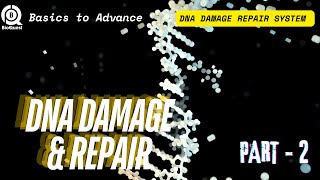 DNA Damage Repair System  Different Types of DNA Damage Repair  DNA Damage amp Repair Part 2 [upl. by Baumbaugh]