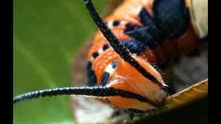 Oruga de la Daga Rojiza Marpesia petreus Ruddy Daggerwing Caterpillar [upl. by Freeman594]