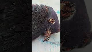 A Sad Story With My Pigeon pigeon pets ants [upl. by Barthol]