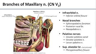 15 Pterygopalatine Fossa Contents [upl. by Elorak]