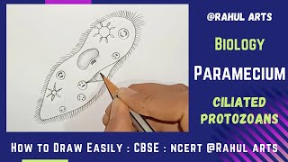 How To Draw Paramecium step by step  Paramecium Diagram [upl. by Obala]