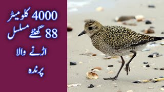 Golden plover bird migration in urduQaiser tv [upl. by Yuk]