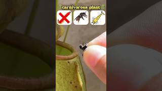 Será que a planta carnívora vai comer a mosca😱 shorts challenge [upl. by Aluap]