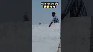 😱😱🕊️ Wait For End pigeon pigeonlover kabuter paint viralvideo bird colour 1kviews viral [upl. by Evander]