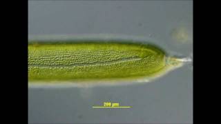 Cytoplasmic Streaming in Nitella [upl. by Isaacs962]