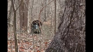 22 Turkey Season Ep 2  A Youthful Event Kentucky Turkey Hunting [upl. by Aliehs707]