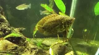 Ctenopoma Acutirostre is Hunting Congo Tetras [upl. by Ecnirp]