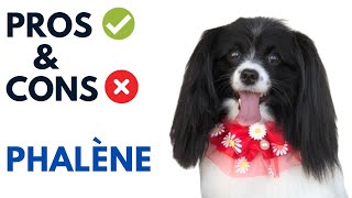 Phalène Dog Pros and Cons  Dropeared Papillion Advantages and Disadvantages [upl. by Otsenre]