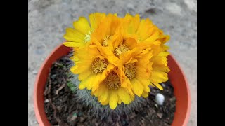 37 Cactus en flor  cuidados basicos de un cactus  37 blooming cactus [upl. by Schumer684]