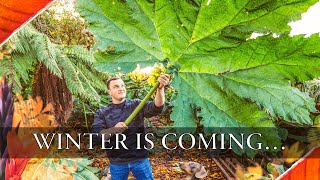 EPIC Winter Gardening Preparations  Ensete Gunnera manicata Cannas amp More Tropical Plants [upl. by Ardekal898]