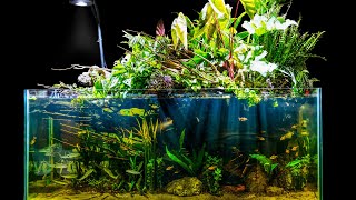 Natural Jungle Aquascape w Emergent Plants Riparium Build [upl. by Crosse]