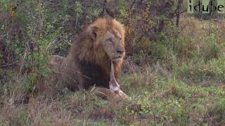 Lion Cubs Try To Roar as Dad Finishes Breakfast [upl. by Ariaic]