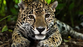 Los 30 Animales del AMAZONAS Más Increíbles y Bellos🦥🐆🐒 [upl. by Aneeg690]