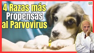 🔴 LAS 4 RAZAS DE PERROS MÁS PROPENSAS AL PARVOVIRUS 🔴 [upl. by Alla]