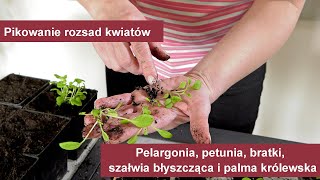 Pelargonie petunie bratki szałwia błyszcząca  pikowanie rozsad kwiatów [upl. by Georgina]