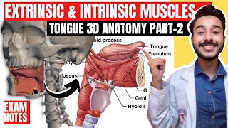 Tongue Muscles Anatomy  extrinsic muscles of tongue anatomy  intrinsic muscles of tongue anatomy [upl. by Ailisec]