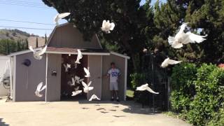 Very Very Large Dove Release [upl. by Nylirek]