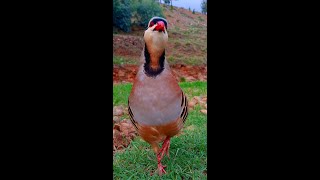 Chakor voiceChukar sounds [upl. by Dorisa]