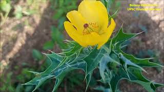 Argemone mexicana Habit Poisonous parts Botanical Characters Medicinal Uses Maxican Poppy [upl. by Arodnap]