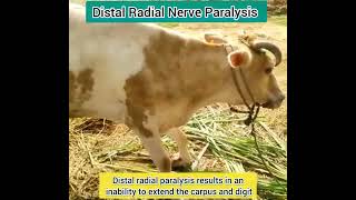 Distal Radial Nerve Paralysis in Cow by VetDrGRD [upl. by Janiuszck]