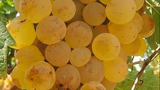 Fare il vino Vinificazione del bianco Chardonnay Sardegna [upl. by Desirae]