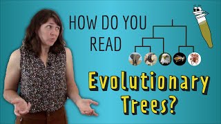 How do you read Evolutionary Trees [upl. by Schlesinger]