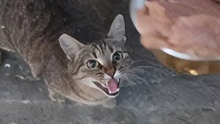 😻 Talkative Stray Tabby Cat is Meowing Loudly NonStop and Gets a Yummy surpriseMeow MeowCat Video [upl. by Aoniak]