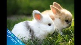 Top 9 most beautiful rabbits in the world 1  Top of things [upl. by Brocky458]