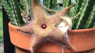 Stapelia gigantea ‘ZULU GIANT’ STARFISH flower common known as carrion flower [upl. by Nnaaihtnyc567]