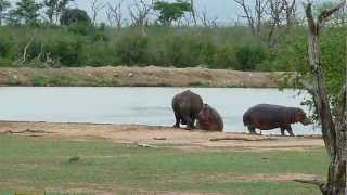 Rhino chasing hippos [upl. by Dante]