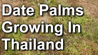 Date Palms Growing In Thailand [upl. by Klinges]