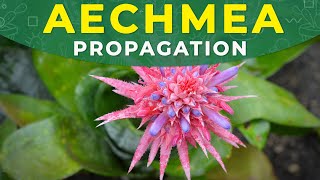 AECHMEA FASCIATA PROPAGATION  Roots formation care conditions [upl. by Neiluj744]