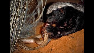 Life of one Honey Badger Natgeo Wild Best video [upl. by Anitsyrk813]