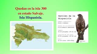 Biodivesidad de la República Dominicana Apoyando nuestras especies endémicas [upl. by Zetnas]