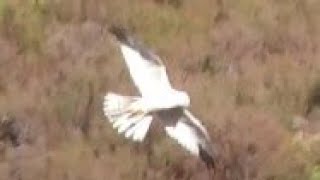 PALLID HARRIER  Gliding over Heather  Circus macrourus [upl. by Collimore]