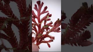 Selaginella is my first choice for closed terrariums terrariumplants selaginella closedterrarium [upl. by Maighdlin]